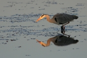 Fiskehejre i aftenlys, Agerø