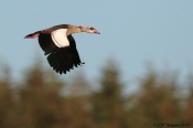 Nilgås - Ægyptisk Gås