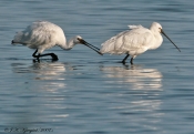 Skestork
