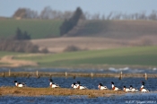 Gravand - Agerø