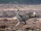 Rådyr på spring i regnvejr