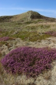 Hedelyng i blomst, Vangså Hede
