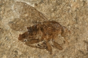Fossilt insekt i cementsten, Mors