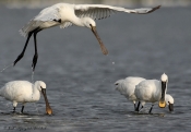 Skestork i vestlige Vejler