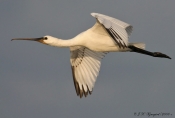 Skestork ungfugl