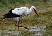 Hvid Stork