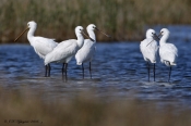 Skestork,  Agger Tange