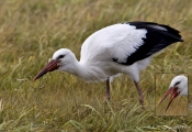Hvid Stork og flyvende regnorm