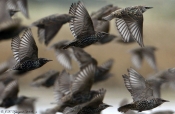 Stære flyver i flok, når de er mange nok