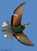 Biæder