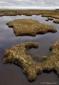 Strandeng, Mågeodde