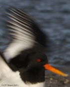 Alternativ foto af Strandskade