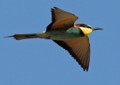 Biæder 
