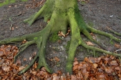 Bøg, Eshøj Plantage