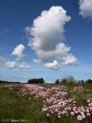 I maj blomster Engelsk Græs