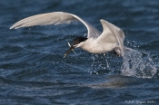 Splitterne på fiskeri