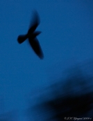Natravn