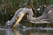 Fiskehejre hugger ud efter hundestejle