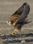 Tårnfalk, strækker vinger