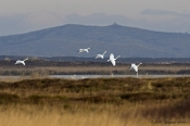 Pibesvane, indflyvning til hedesø