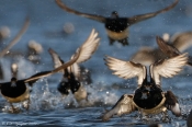 Troldand, opflyvende