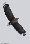 Havørn, adult 