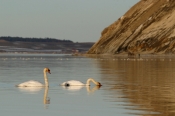 Knopsvane, Gullerup, Mors