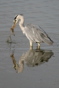 Fiskehejre fanger aborre