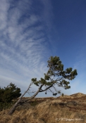 Vindblæst fyr på hede