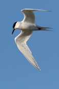 Splitterne