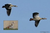 Nilgås 