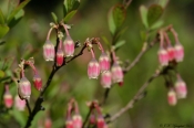 Blomstrende Mosebølle