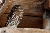 Kirkeugle - 