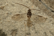 Lille Snyltehveps, fossilt aftryk, Mors
