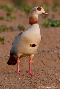 Nilgås -invasiv art