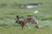 Hare, Buksør Odde