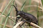 Væver (Lamia textor)