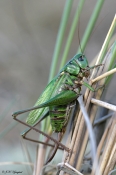 Vortebider