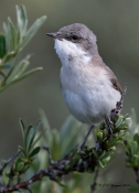 Gærdesanger