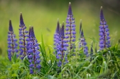 Planter i grøftekanten, Lupiner