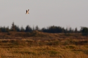 Dobbeltbekkasin ligger an til landing