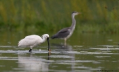 Skestork og fiskehejre
