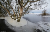 Højvande i birkeskoven