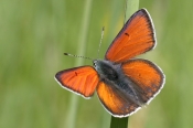 Violetrandet Ildfugl