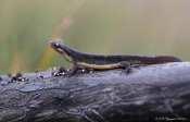 Stor Vandsalamander