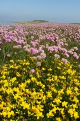 Strandvold, Feggesund