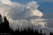 En "farlig sky" over Tved Klitplantage
