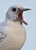 Gab - hvor er der altså mange fotografer - Ismåge