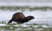 Ilder iler af sted