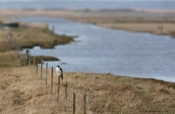 Vandrefalk på plads